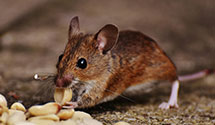 24 Hour & Emergency Exterminators in Springfield, PA